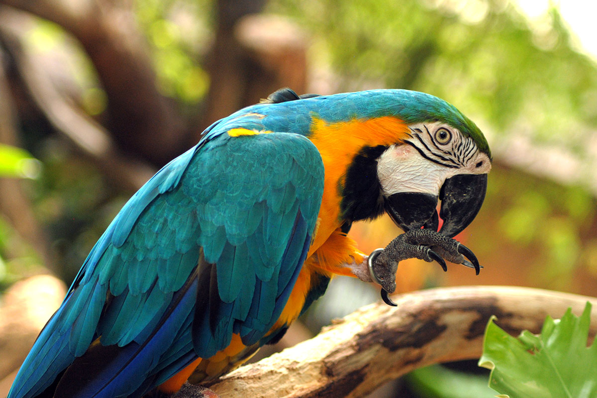 Our parrots at the Bird Savannah can even recognise alphabets and are trained to do some simple math! Sunway Lagoon Wildlife Park