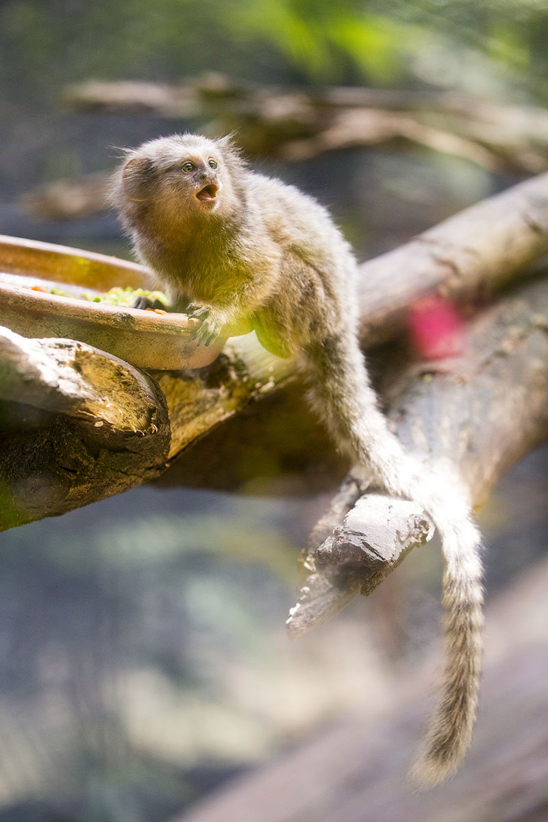 monkey at sunway lagoon wildlife park