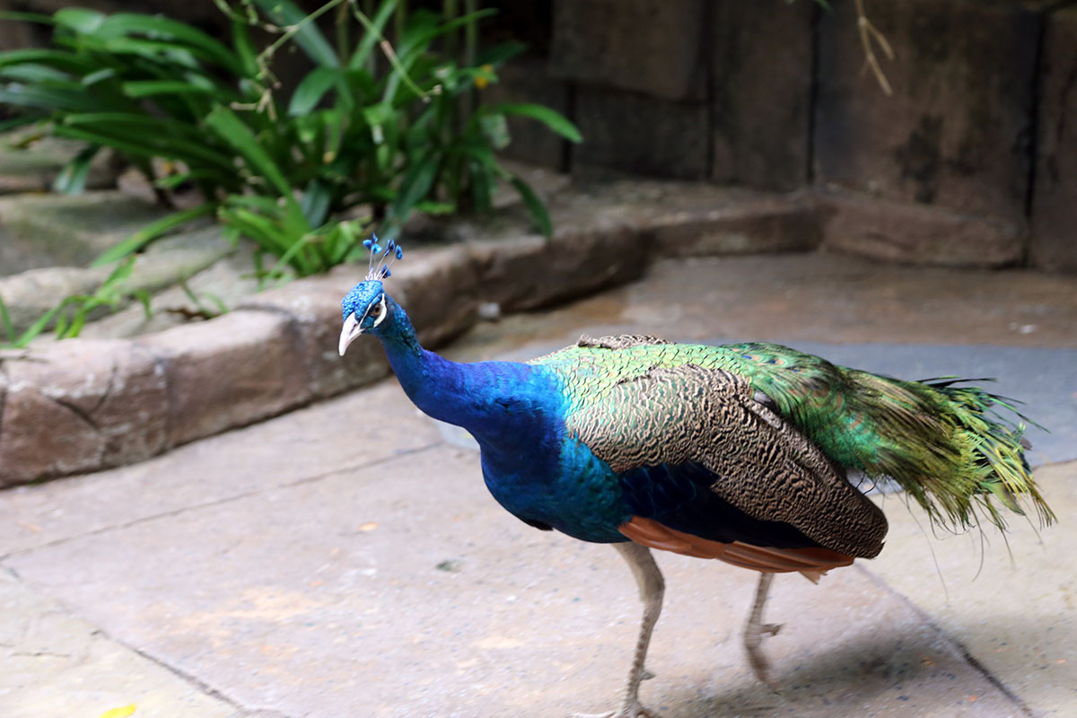 Strutting Peacock at Sunway Lagoon Wildlife Park