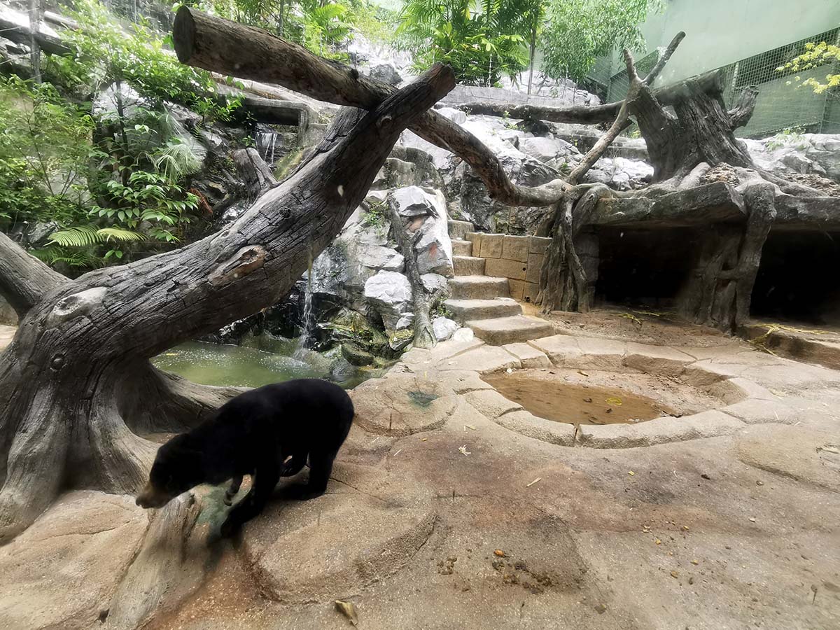 sun bear at sunway lagoon