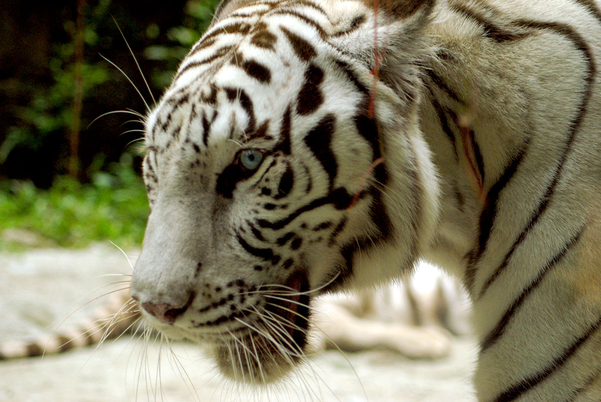 Get a closer look at Samson and Asha at the Tiger Land in Sunway Lagoon wildlife park and discover their unique characteristics from the way they mark their territories, their diet to sexual maturity