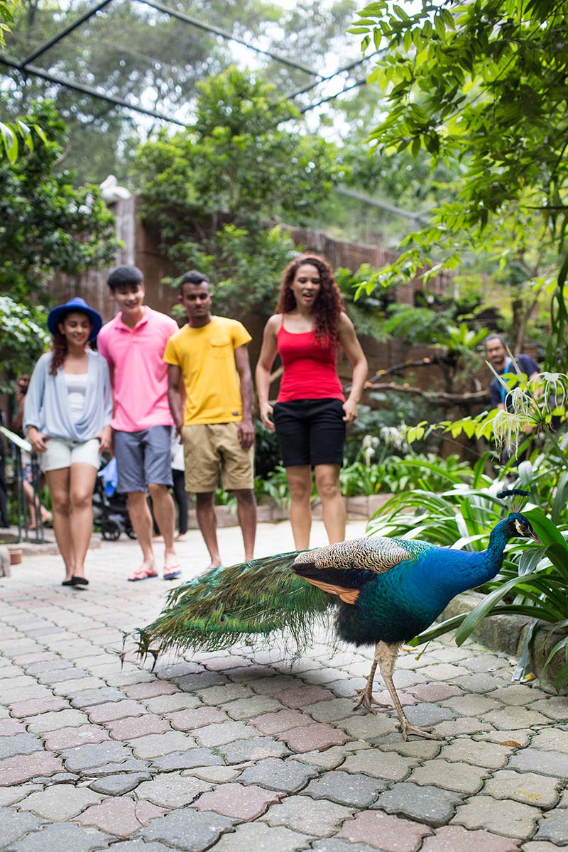 Strutting Peacock at Sunway Lagoon Wildlife Park