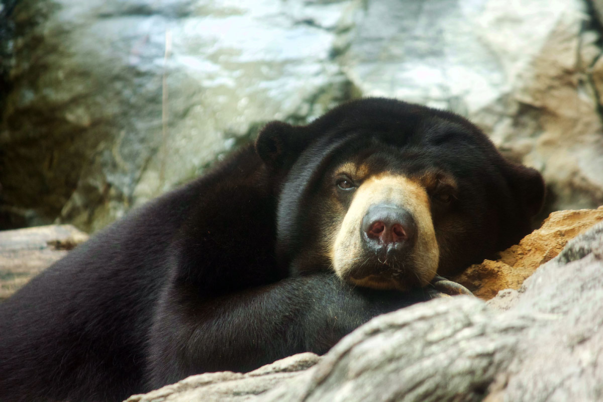 sun bear at sunway lagoon