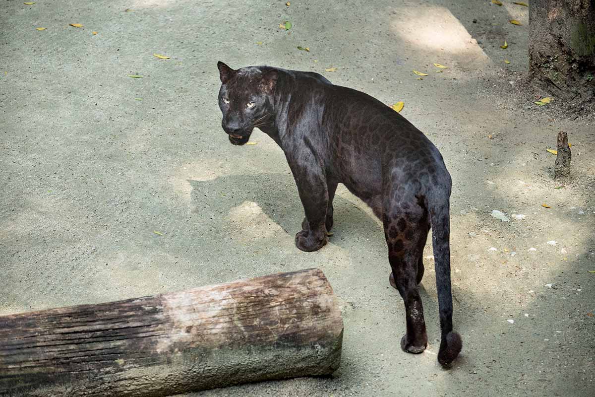 Meet Panthera Pardus, or the black panther, deep inside the rainforest of the Tree Top Terrace, Sunway Lagoon