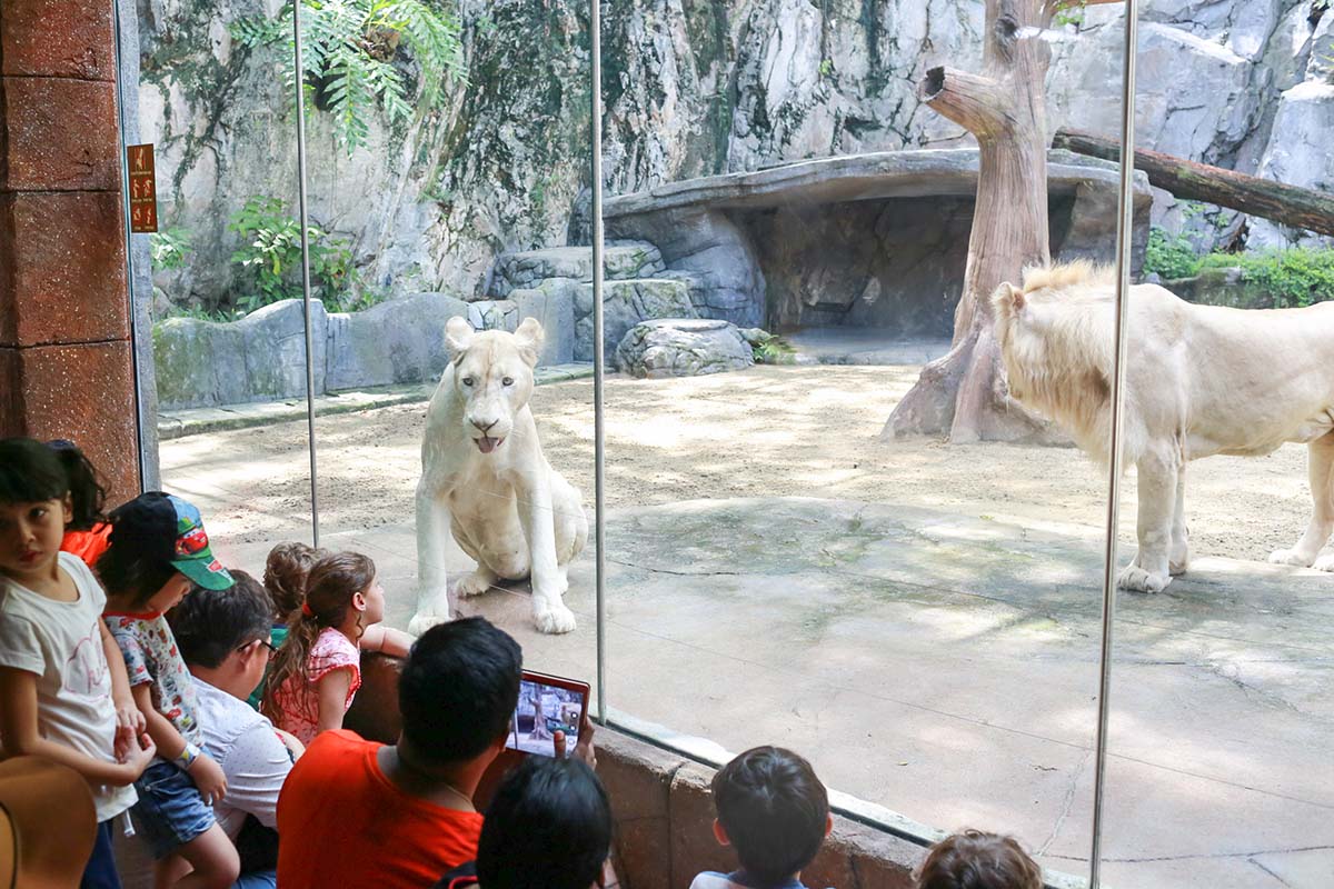 Meet Zola and Zuri, blonde predatory felines from South Africa Timbavati and southern region of Kruger Park at Sunway Lagoon Wildlife Park – home to the incredibly rare and beautiful white lions!