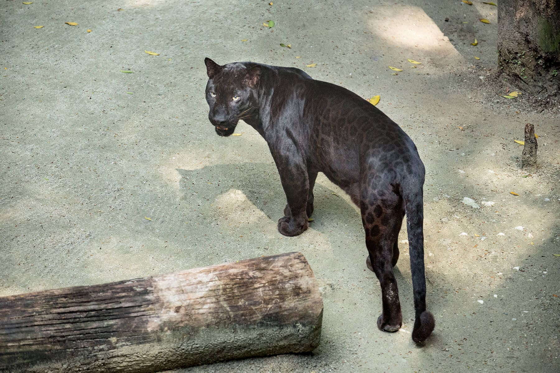 Our handsome resident black panther from Sunway Lagoon Wildlife Park – is this Bagheera from Mowgli?!