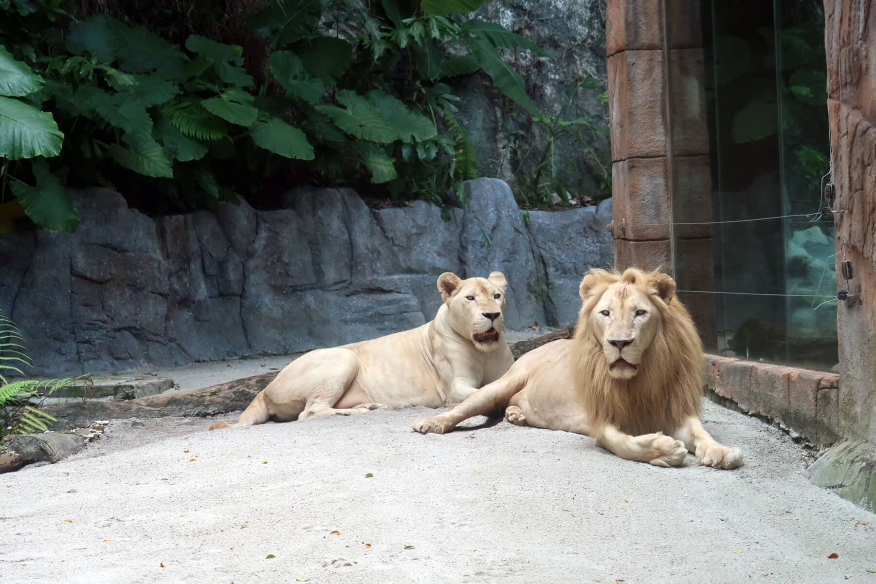 Enjoying a league of their own, Zola and Zuri at Sunway Lagoon Wildlife Park