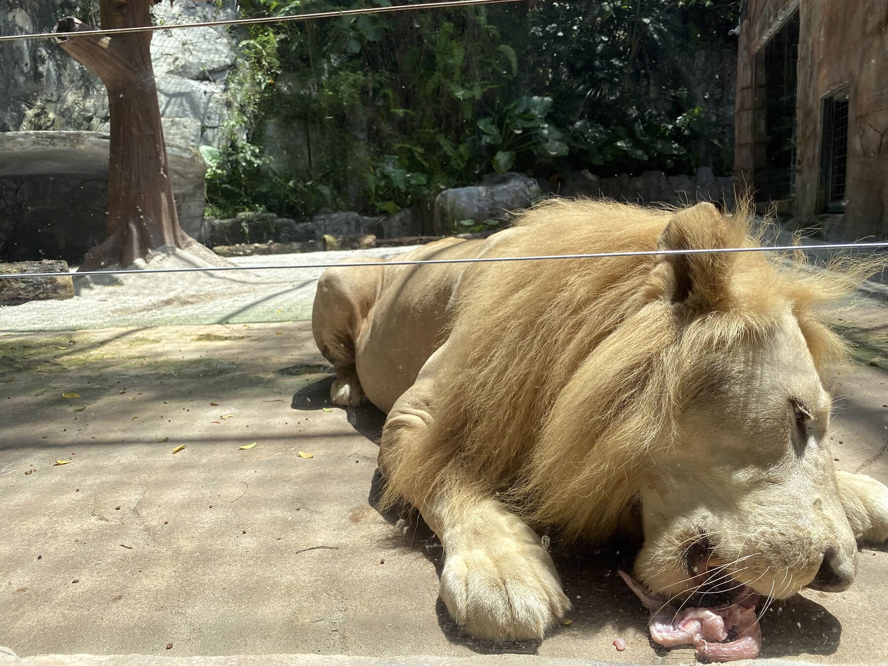 Sunway Lagoon Wildlife Park - Zola feasting on his favourite lunch – chicken meat!